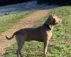 American Bulldog