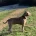 American Bulldog