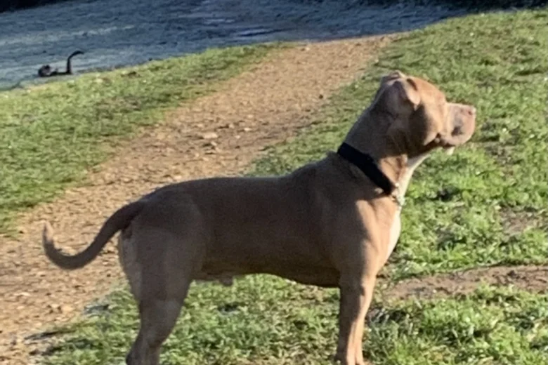 American Bulldog