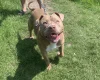 American Bulldog