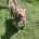 American Bulldog