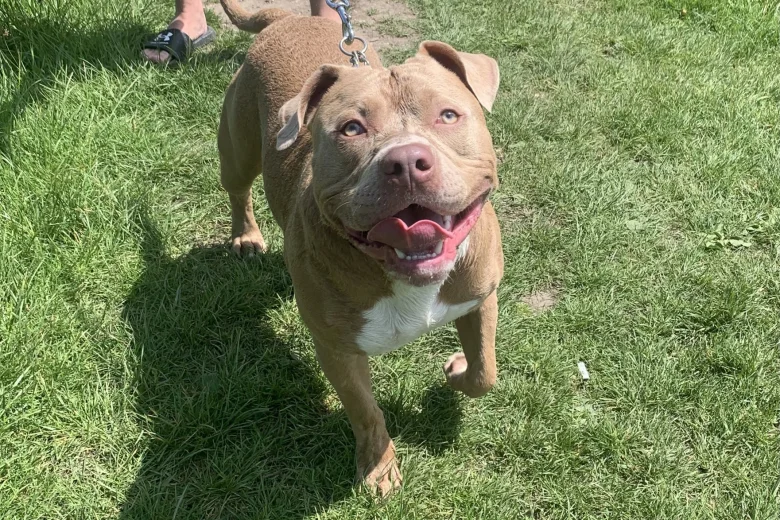 American Bulldog