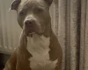 American Bulldog
