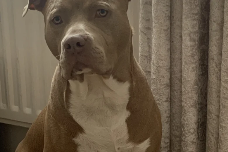 American Bulldog
