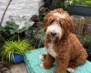 Goldendoodle