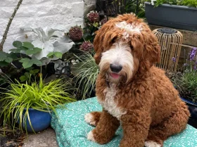 Goldendoodle