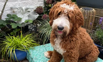 Goldendoodle