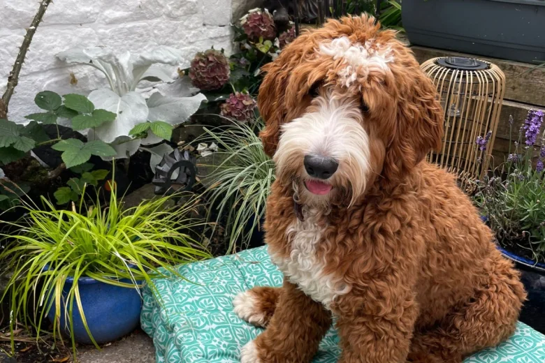 Goldendoodle