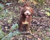Goldendoodle