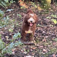 Goldendoodle