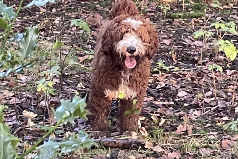 Goldendoodle