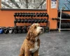 Goldendoodle