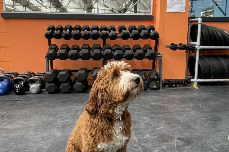Goldendoodle