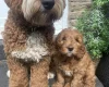Goldendoodle