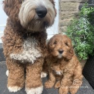 Goldendoodle