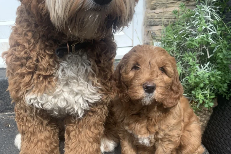 Goldendoodle