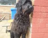 Goldendoodle