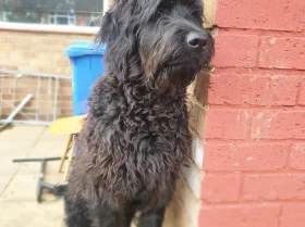 Goldendoodle