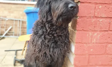 Goldendoodle