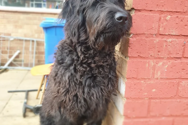 Goldendoodle