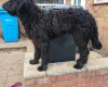 Goldendoodle
