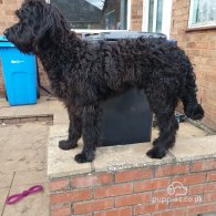 Goldendoodle