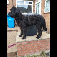 Goldendoodle