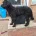 Goldendoodle