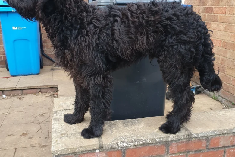 Goldendoodle