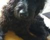 Goldendoodle