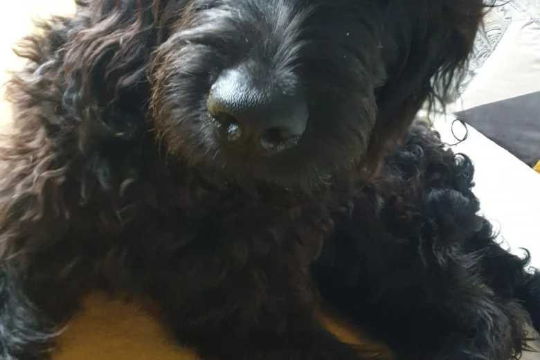 Goldendoodle