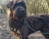 Goldendoodle