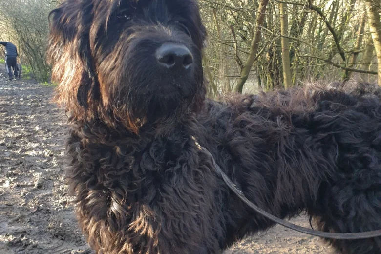 Goldendoodle