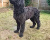 Goldendoodle
