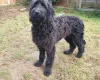 Goldendoodle