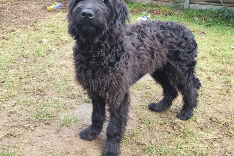 Goldendoodle