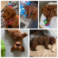 Toy Poodle