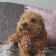 Toy Poodle