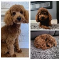 Toy Poodle