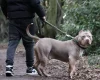American Bulldog