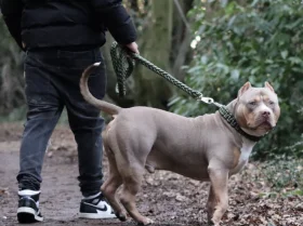 American Bulldog