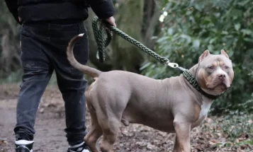 American Bulldog