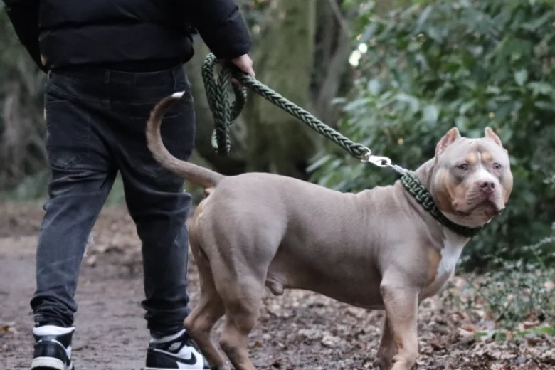 American Bulldog