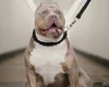 American Bulldog