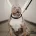 American Bulldog