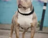 American Bulldog