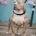 American Bulldog