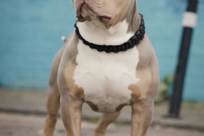 American Bulldog