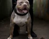 American Bulldog