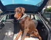 Doberman